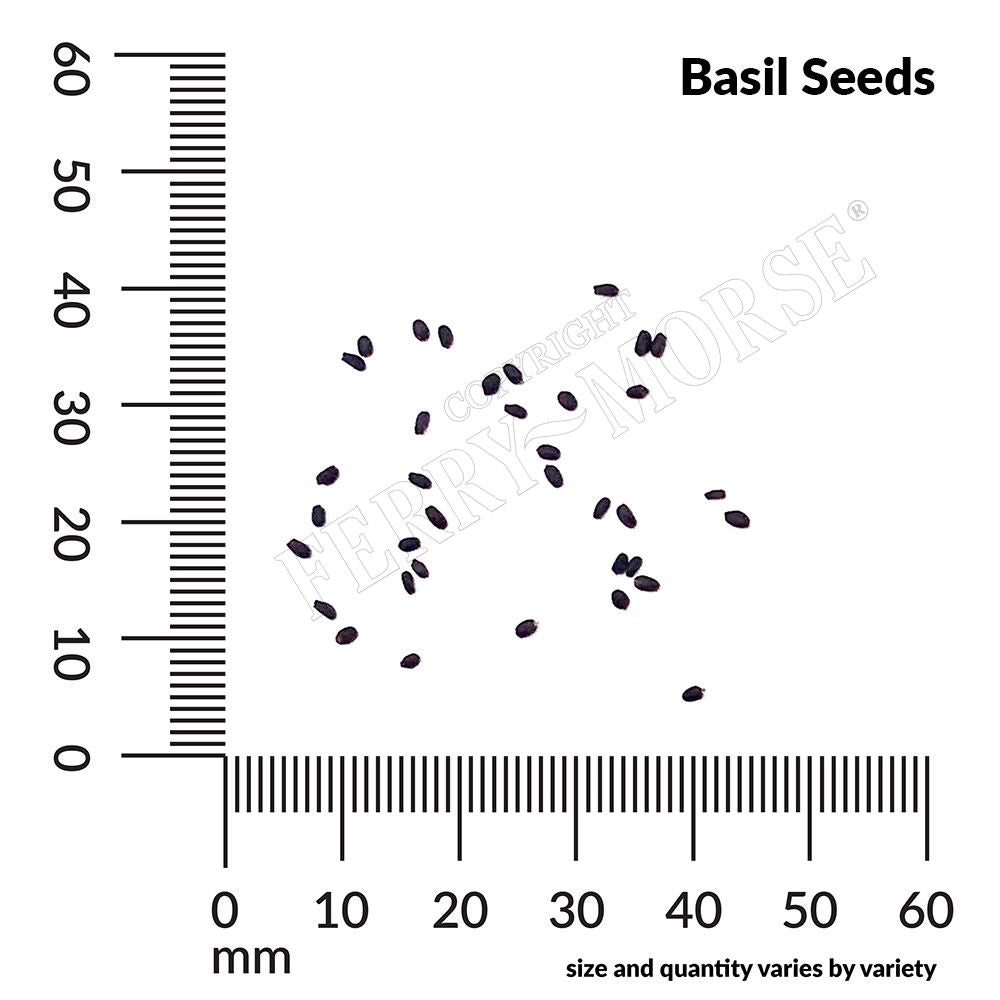 Basil, Genovese Organic Seeds