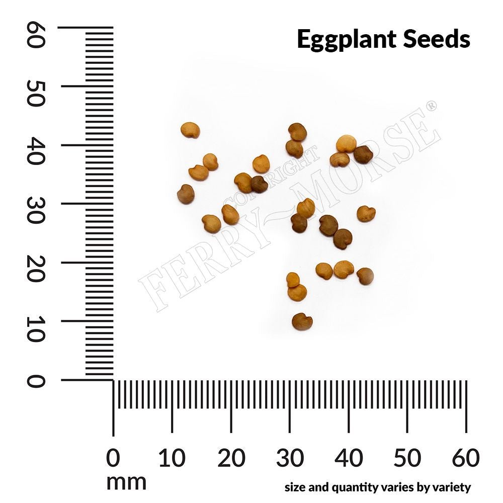 Eggplant, Long Purple Early Organic Seeds, 300mg - Ferry - Morse