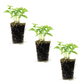 Basil Everleaf Genovese Plantlings Live Baby Plants 1-3in., 3-Pack