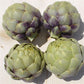 Artichoke Green Globe Plantlings Plus Live Baby Plants 4in. Pot, 2-Pack