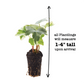 English Ivy Glacier Plantlings Live Baby Plants 1-3in., 6-Pack