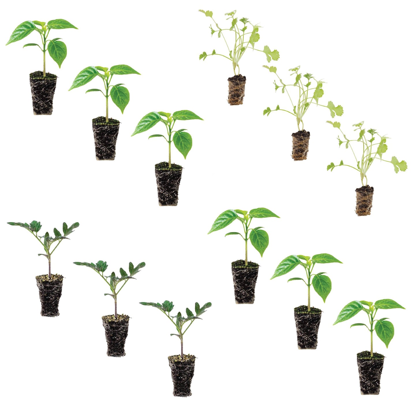 Salsa Vegetable & Herb Plantlings Kit Live Baby Plants 1-3in., 12-Pack