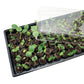 Jiffy Seed Starting Kit, 72 Cell 36mm Peat Pellets with Bonus