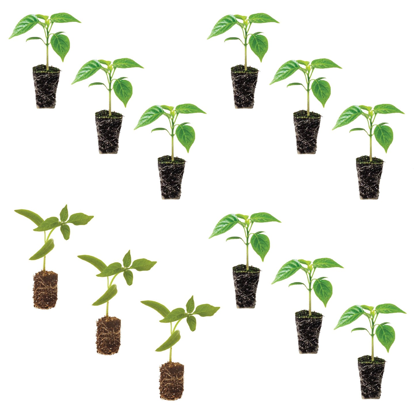 Assorted Peppers Plantlings Kits Live Baby Plants 1-3in., 12-Pack
