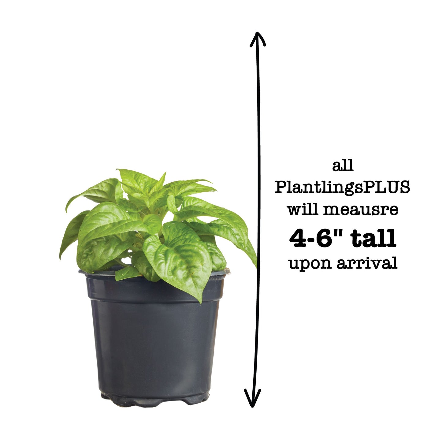 Celosia Flamma Orange Plantlings Plus Live Baby Plants 4in. Pot, 2-Pack
