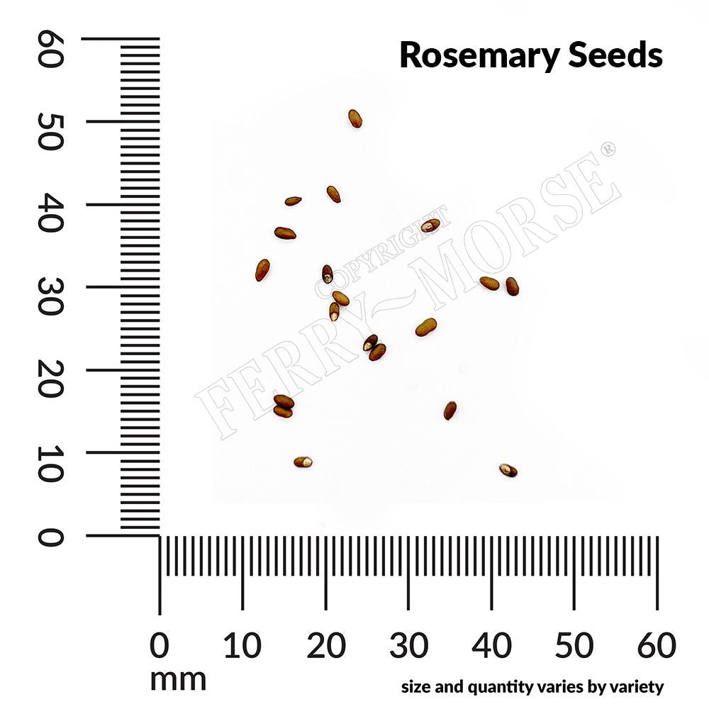 Rosemary Organic Seeds