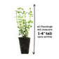 Thyme English Plantlings Live Baby Plants 1-3in., 3-Pack