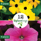 Pink & Yellow Hanging Flower Plantlings Kit Live Baby Plants 1-3in., 12-Pack