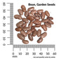 Bean, Contender Organic Seeds
