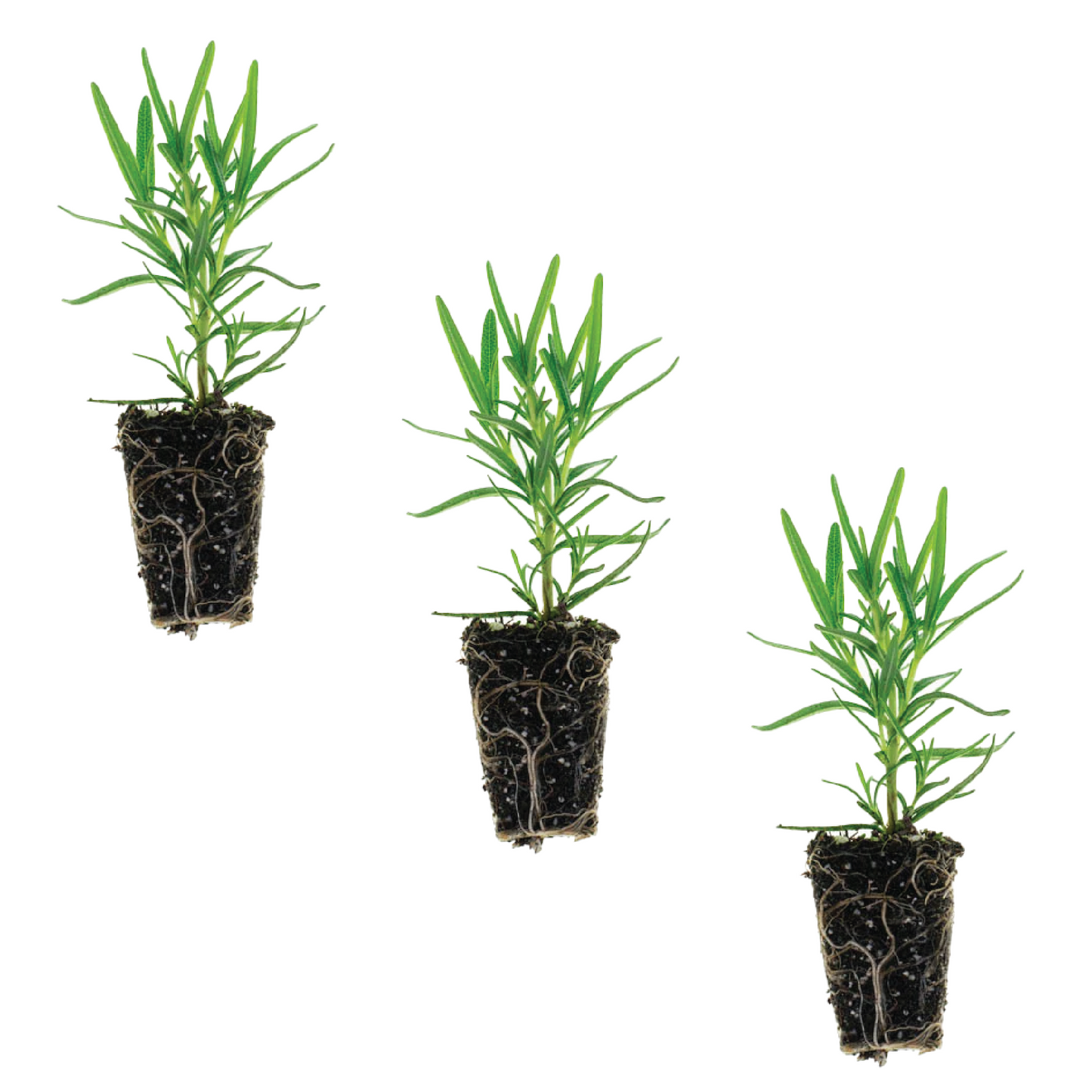 Rosemary Barbecue Plantlings Live Baby Plants 1-3in., 3-Pack