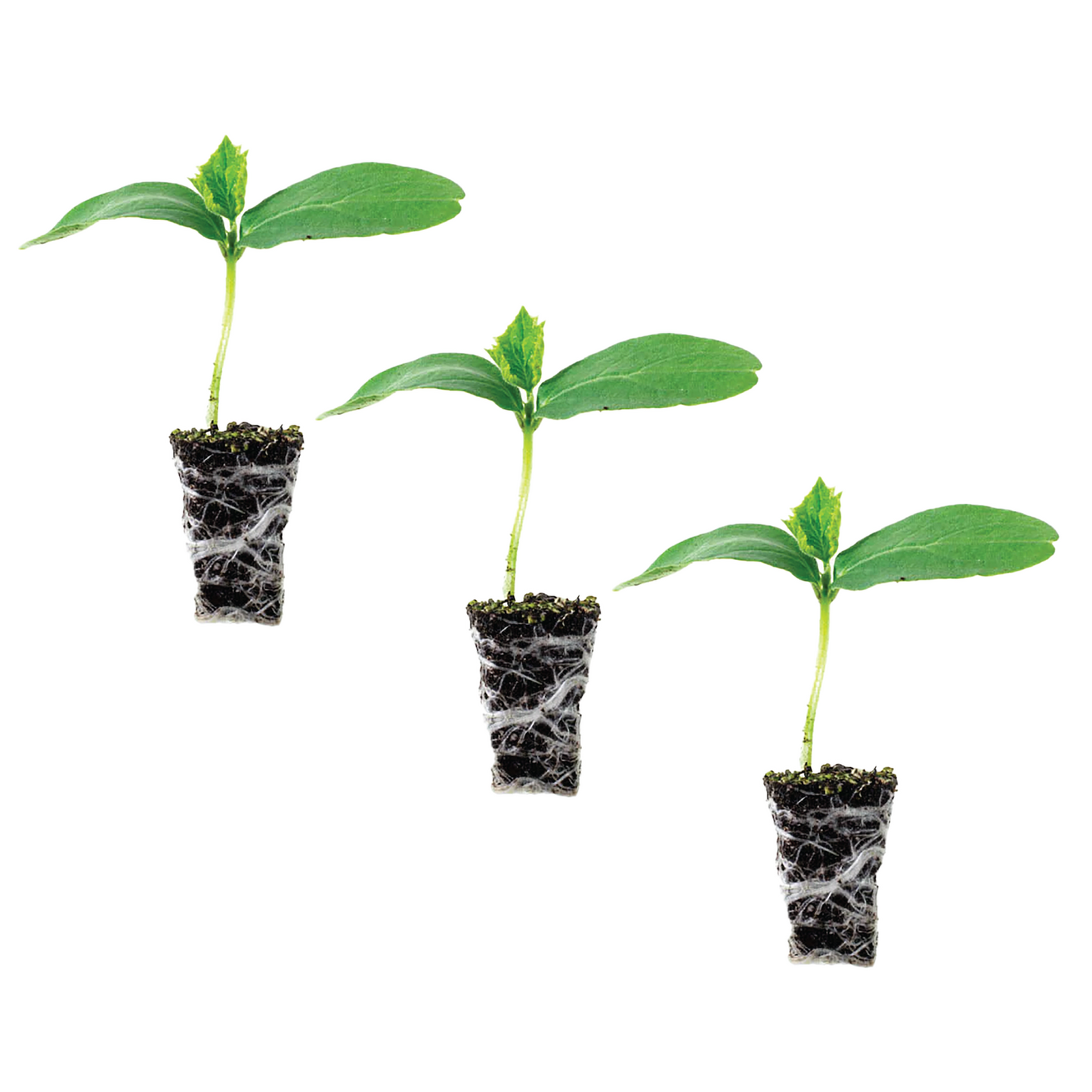 Cucumber Straight Eight Plantlings Live Baby Plants 1-3in., 3-Pack