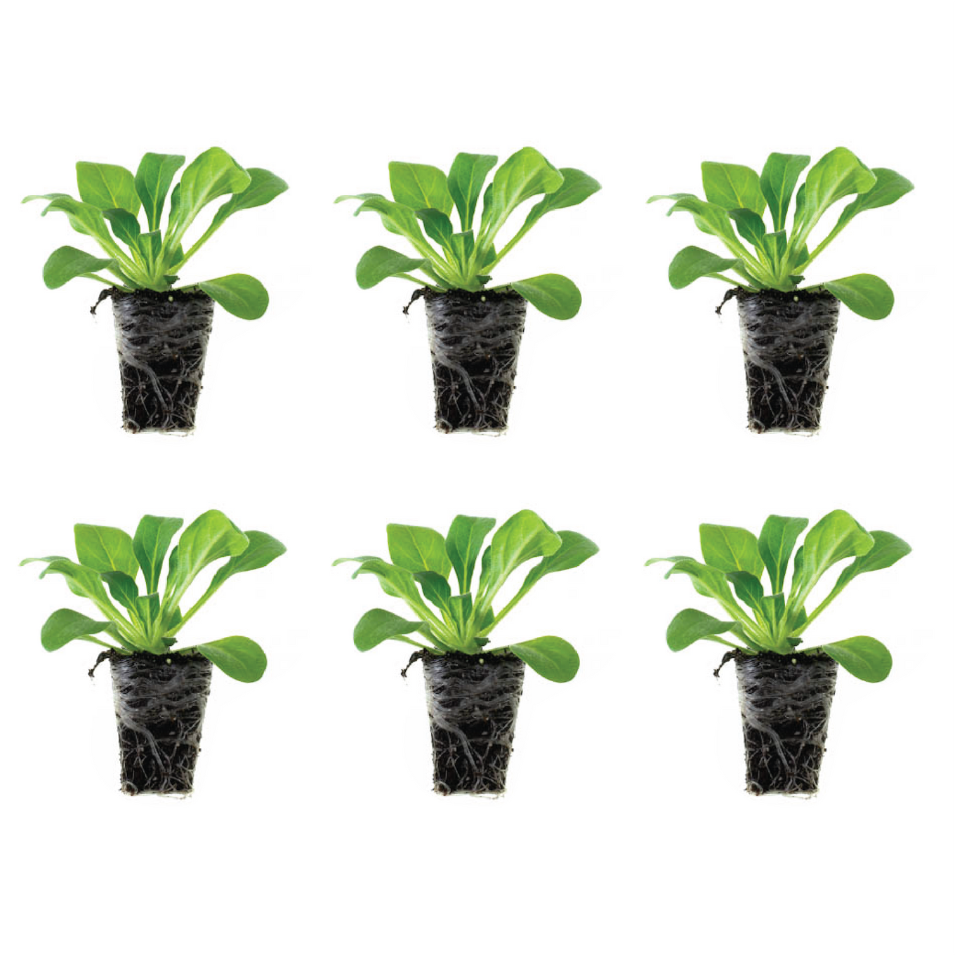 Petchoa SuperCal Premium Pearl White Plantlings Live Baby Plants 1-3in. 6-Pack from Ferry-Morse Seeds