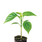 Pepper Serrano Plantlings Live Baby Plants 1-3in., 3-Pack