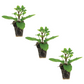 Spearmint Kentucky Colonel Plantlings Live Baby Plants 1-3in., 3-Pack