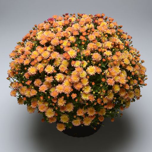Mums Flamingo Pineapple Pink Plantlings Plus Live Baby Plants 4in. Pot, 2-Pack