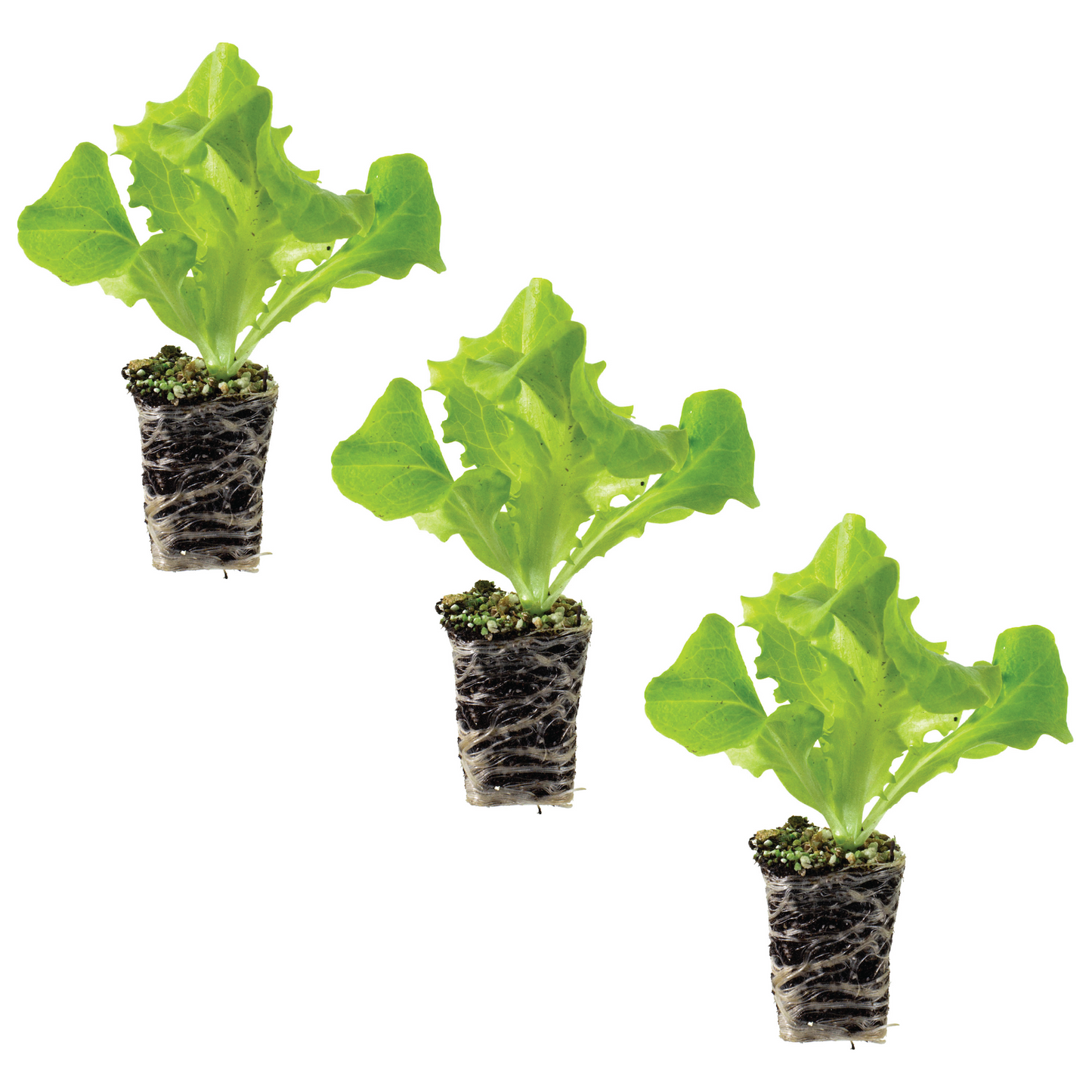 Lettuce Leaf Black Seeded Simpson Plantlings Live Baby Plants 1-3in., 3-Pack