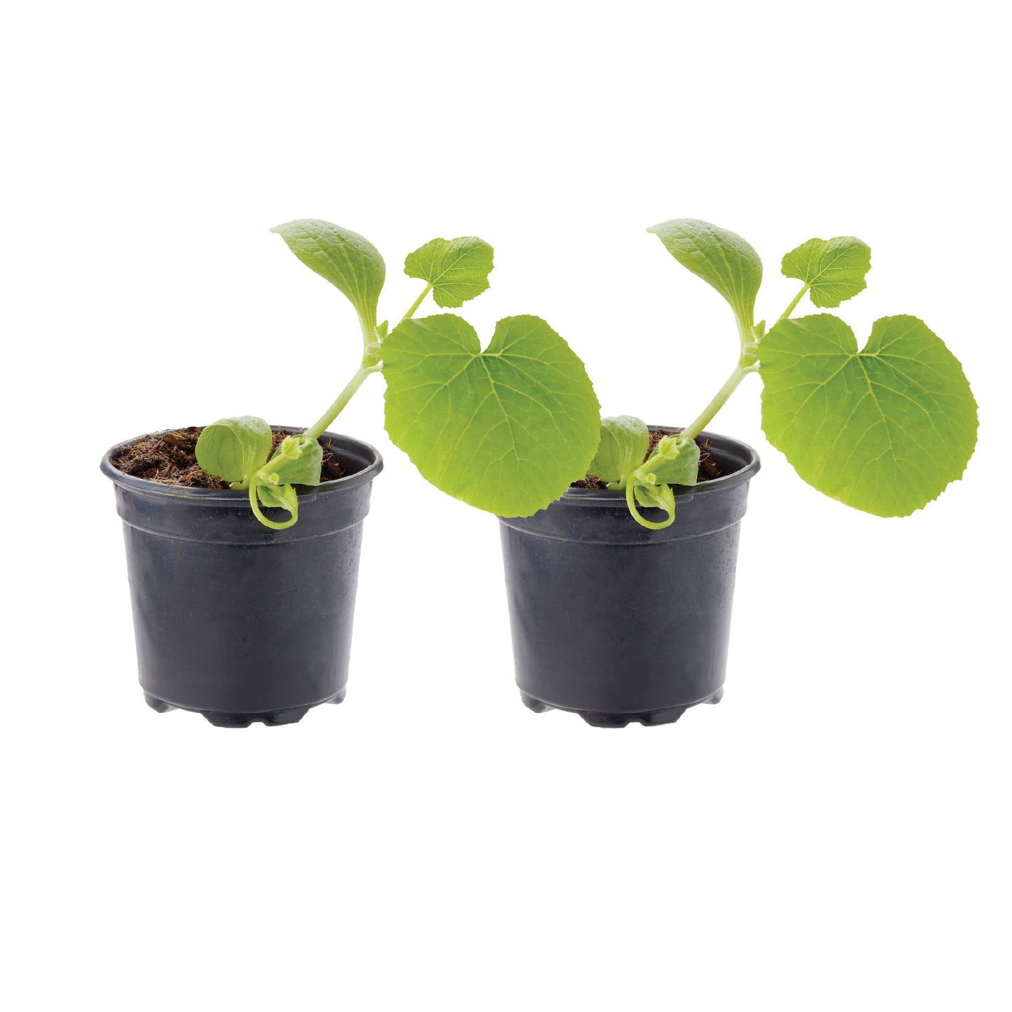 Zucchini Dark Green Plantlings Live Baby Plants 4in. Pot, 2-Pack