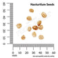 Nasturtium, Tall Single Mixed Colors Seeds, 4.4g - Ferry - Morse