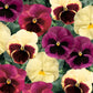 Pansy Delta Classic Apple Cider Mix Plantlings Plus Live Baby Plants 4in. Pot, 2-Pack