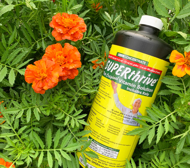 Plant Fertilizer & Nutrients