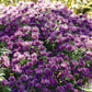 Aster Purple Dome Plantlings Plus Live Baby Plants 4in. Pot, 2-Pack