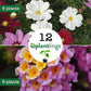 Pollinator Flower Plantlings Kit Live Baby Plants 1-3in., 12-Pack