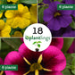 Calibrachoa Cabaret Mix Plantlings Kit Live Baby Plants 1-3in., 18-Pack