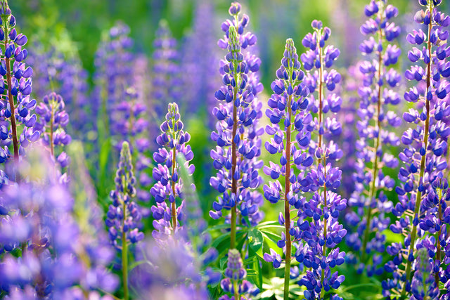 Perennial Flower Seeds