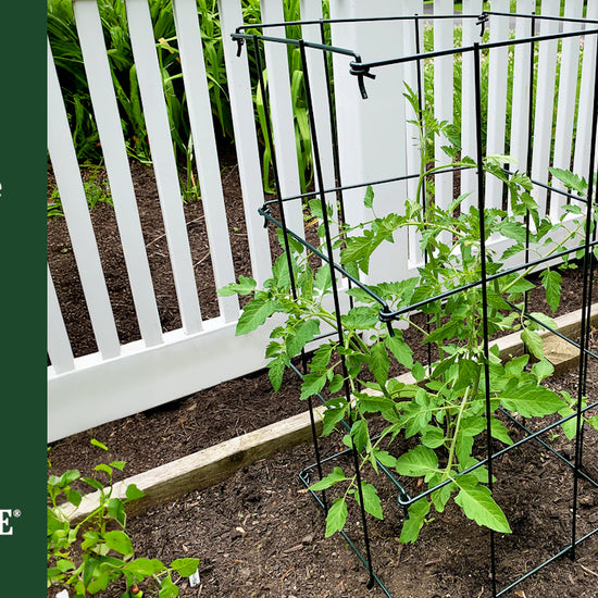 Assembling the folding tomato cage. Place each of the 4 sections on a flat surface. Connect each section as you lay them out. Hold the top edge while you stand the sections upright. Fold four sections to form a diamond shape. Starting from the bottom, connect the remaining hooks & eyes. Once fully assembled open cage to a square shape. Place cage over your tomato plant, pushing the bottom into the ground. 