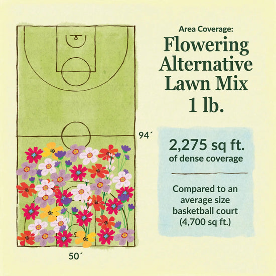 Flowering alternative lawn mix area coverage for 1lb seed mix 2275 sq ft of dense coverage compared to an average size basketball court (4700 sq ft)