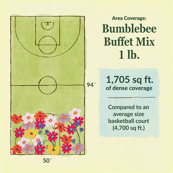 Bumblebee buffet flower mix area coverage for 1lb seed mix 1705 sq ft of dense coverage compared to an average size basketball court (4700 sq ft)