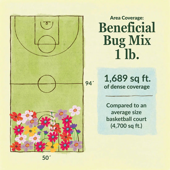 Beneficial bug flower mix area coverage for 1lb seed mix. 1689 sq ft of dense coverage compared to an average size basketball court (4700 sq ft)