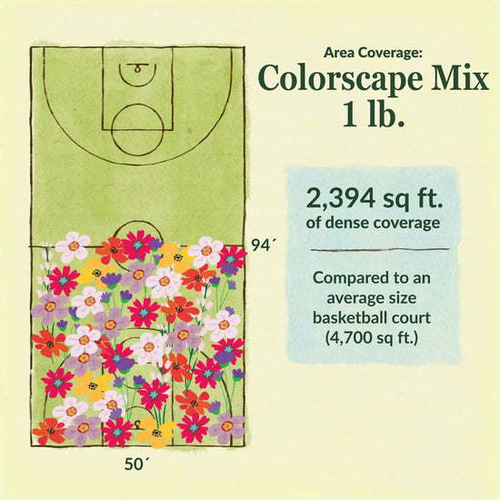 Colorscape flower mix area coverage for 1lb seed mix 2394 sq ft of dense coverage compared to an average size basketball court (4700 sq ft)