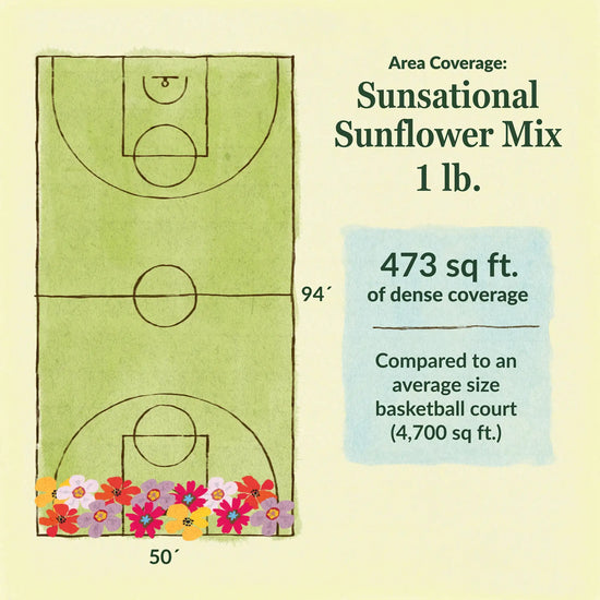 Sunsational sunflower flower mix area coverage for 1lb seed mix 473 sq ft of dense coverage compared to an average size basketball court (4700 sq ft)