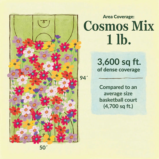 Cosmos flower mix area coverage for 1lb seed mix. 3600 sq ft of dense coverage compared to an average size basketball court (4700 sq ft)