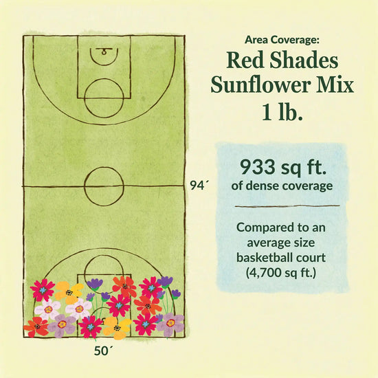 Red shades sunflower flower mix area coverage for 1lb seed mix 933 sq ft of dense coverage compared to an average size basketball court (4700 sq ft)
