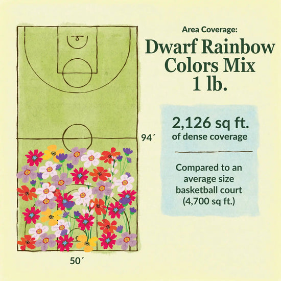 Dwarf Rainbow colors flower mix area coverage for 1lb seed mix. 2126 sq ft of dense coverage compared to an average size basketball court (4700 sq ft)