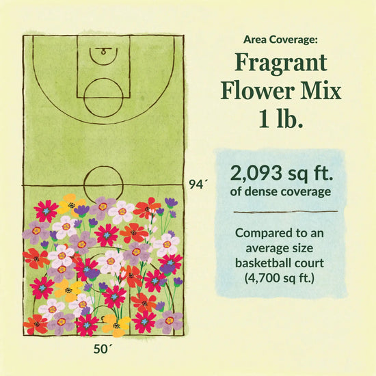Fragrant flower mix area coverage for 1lb seed mix 2093 sq ft of dense coverage compared to an average size basketball court (4700 sq ft)