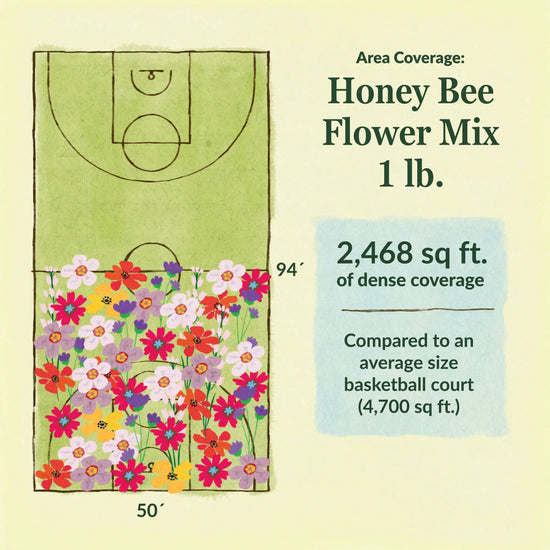 Honey bee flower mix area coverage for 1lb seed mix. 2468 sq ft of dense coverage compared to an average size basketball court (4700 sq ft)