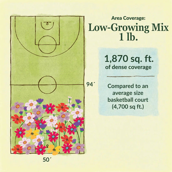 Low growing flower mix area coverage for 1lb seed mix. 1870 sq ft of dense coverage compared to an average size basketball court (4700 sq ft)