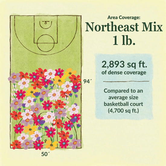 Northeast flower mix area coverage for 1lb seed mix. 2893 sq ft of dense coverage compared to an average size basketball court (4700 sq ft)