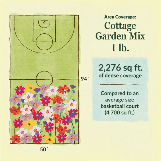 Cottage garden flower mix area coverage for 1lb seed mix 2276 sq ft of dense coverage compared to an average size basketball court (4700 sq ft)