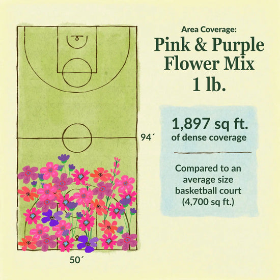 Pink & purple flower mix area coverage for 1lb seed mix. 1897 sq ft of dense coverage compared to an average size basketball court (4700 sq ft)