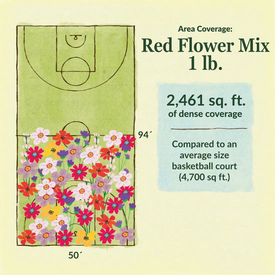 Red flower mix area coverage for 1lb seed mix. 2461 sq ft of dense coverage compared to an average size basketball court (4700 sq ft)