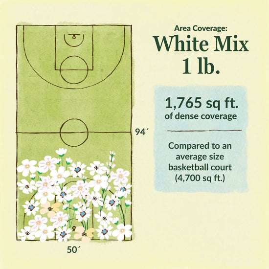 White flower mix area coverage for 1lb seed mix. 1765 sq ft of dense coverage compared to an average size basketball court (4700 sq ft)