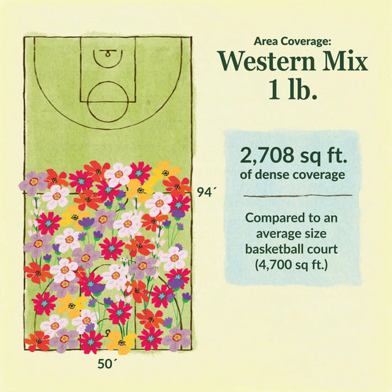 Western flower mix area coverage for 1lb seed mix 2708 sq ft of dense coverage compared to an average size basketball court (4700 sq ft)