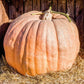 Pumpkin, Cinderella's Ride Seeds, 3g - Ferry - Morse