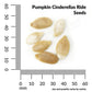 Pumpkin, Cinderella's Ride Seeds, 3g - Ferry - Morse