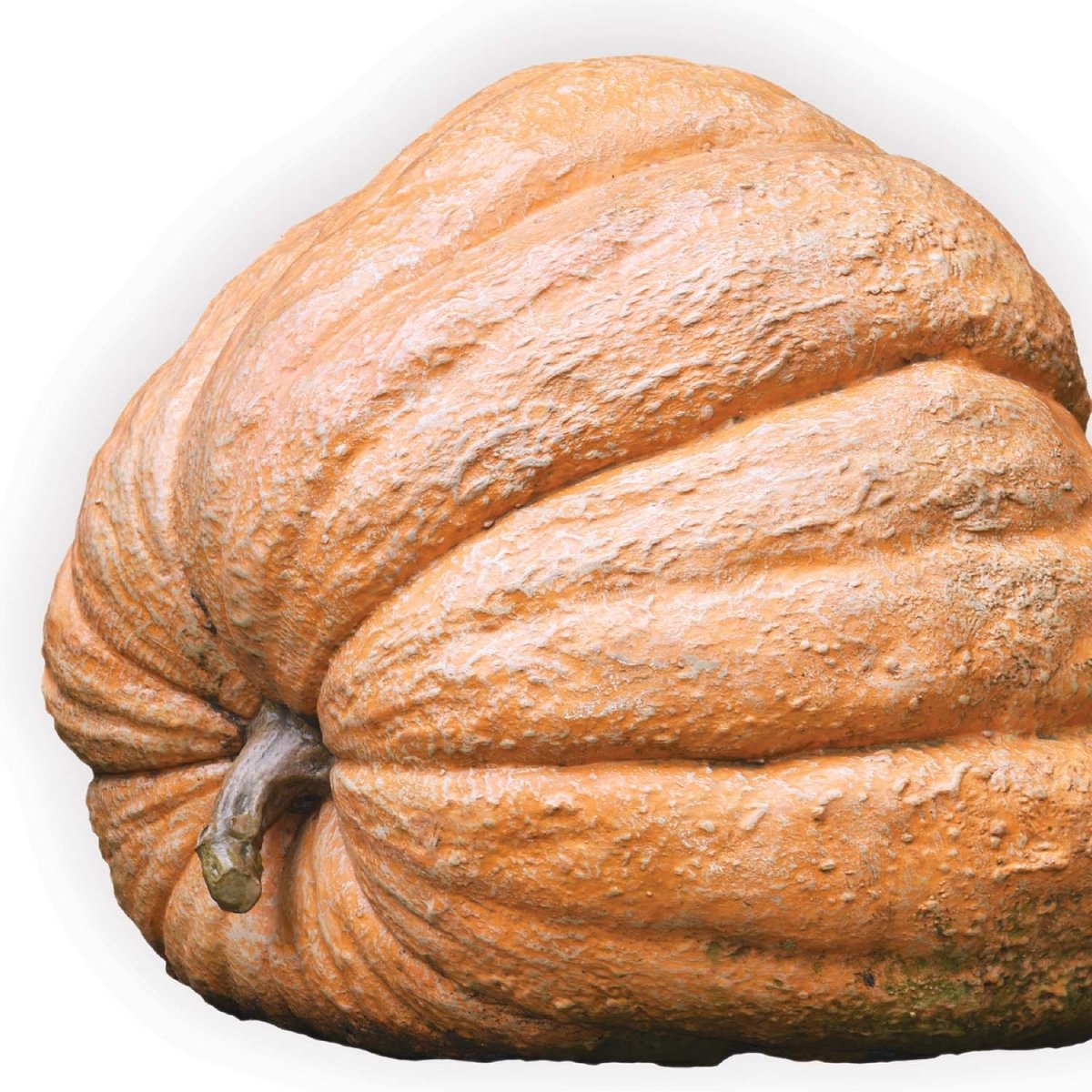 Pumpkin, Cinderella's Ride Seeds, 3g - Ferry - Morse