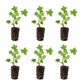 Geranium Ivy Mini Casacade Red Plantlings Live Baby Plants 1-3in., 6-Pack